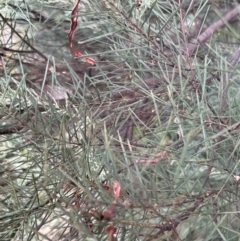 Acacia boormanii at Stromlo, ACT - 21 Apr 2022