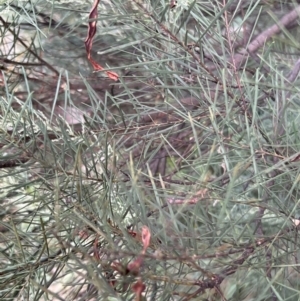 Acacia boormanii at Stromlo, ACT - 21 Apr 2022