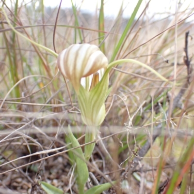 Diplodium truncatum (Little Dumpies, Brittle Greenhood) at Morton National Park - 19 Apr 2022 by AnneG1