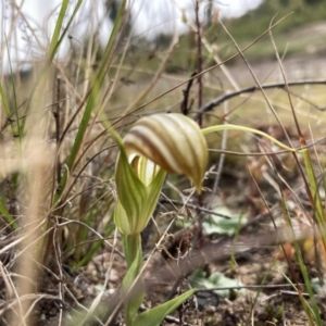 Diplodium truncatum at Boolijah, NSW - suppressed