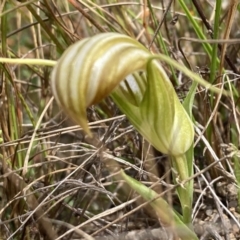 Diplodium truncatum at Boolijah, NSW - suppressed