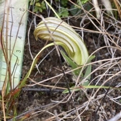 Diplodium truncatum at Boolijah, NSW - suppressed