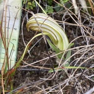 Diplodium truncatum at Boolijah, NSW - suppressed