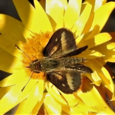 Taractrocera papyria (White-banded Grass-dart) at ANBG - 21 Apr 2022 by JohnBundock