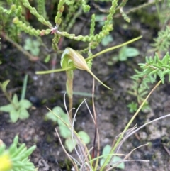 Pterostylis pedoglossa (Prawn Greenhood) at Morton National Park - 19 Apr 2022 by AnneG1