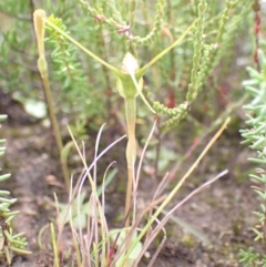 Pterostylis pedoglossa at Boolijah, NSW - 19 Apr 2022