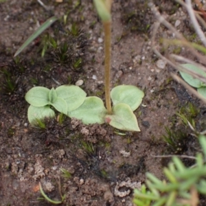 Pterostylis pedoglossa at Boolijah, NSW - 19 Apr 2022