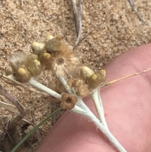Pseudognaphalium luteoalbum at Ventnor, VIC - 13 Apr 2022 12:58 PM