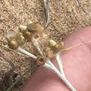 Pseudognaphalium luteoalbum at Ventnor, VIC - 13 Apr 2022