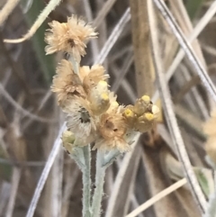 Pseudognaphalium luteoalbum at Ventnor, VIC - 13 Apr 2022