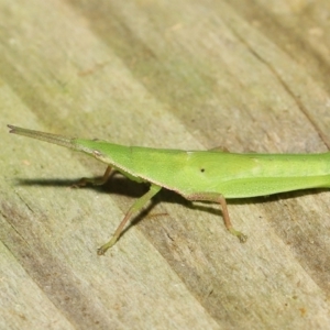 Atractomorpha sp. at Wellington Point, QLD - suppressed
