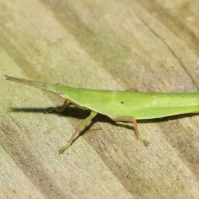 Unidentified Grasshopper (several families) at Wellington Point, QLD - 1 Apr 2022 by TimL