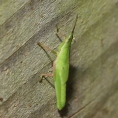 Atractomorpha sp. at Wellington Point, QLD - suppressed
