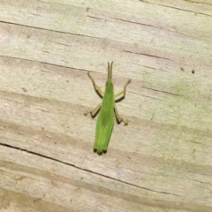 Atractomorpha sp. at Wellington Point, QLD - suppressed