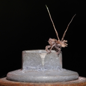 Fulgoroidea (superfamily) at Wellington Point, QLD - suppressed