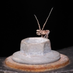 Fulgoroidea (superfamily) at Wellington Point, QLD - suppressed