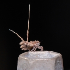 Fulgoroidea (superfamily) at Wellington Point, QLD - suppressed