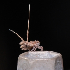 Fulgoroidea (superfamily) at Wellington Point, QLD - suppressed