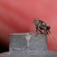 Fulgoroidea (superfamily) at Wellington Point, QLD - suppressed