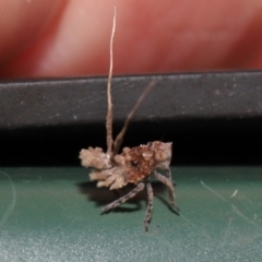 Fulgoroidea (superfamily) at Wellington Point, QLD - suppressed