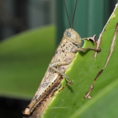 Unidentified Grasshopper (several families) at Wellington Point, QLD - 1 Apr 2022 by TimL