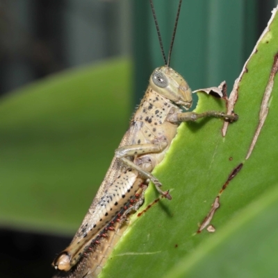 Unidentified Grasshopper (several families) at Wellington Point, QLD - 1 Apr 2022 by TimL