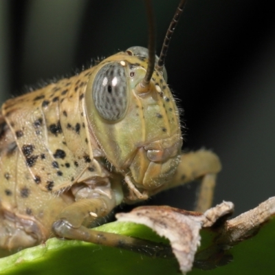 Unidentified Mite and Tick (Acarina) at Wellington Point, QLD - 1 Apr 2022 by TimL