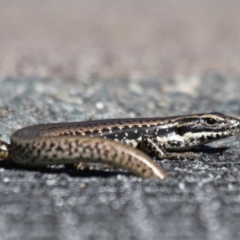 Eulamprus heatwolei (Yellow-bellied Water Skink) at Tidbinbilla Nature Reserve - 20 Apr 2022 by roman_soroka