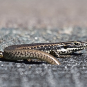 Eulamprus heatwolei at Paddys River, ACT - 20 Apr 2022