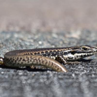 Eulamprus heatwolei (Yellow-bellied Water Skink) at Paddys River, ACT - 20 Apr 2022 by RomanSoroka