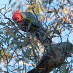 Callocephalon fimbriatum (Gang-gang Cockatoo) at Tralee, NSW - 20 Apr 2022 by RomanSoroka