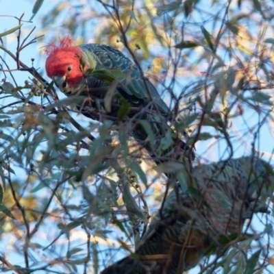 Callocephalon fimbriatum (Gang-gang Cockatoo) at Tralee, NSW - 20 Apr 2022 by roman_soroka