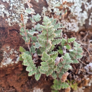 Cheilanthes lasiophylla at Cubba, NSW - 21 Apr 2022