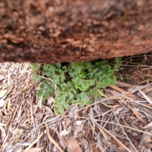 Asplenium subglandulosum at Cubba, NSW - 21 Apr 2022