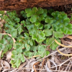 Asplenium subglandulosum at Cubba, NSW - 21 Apr 2022