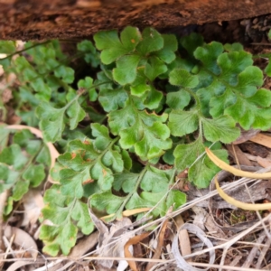 Asplenium subglandulosum at Cubba, NSW - 21 Apr 2022 01:29 PM