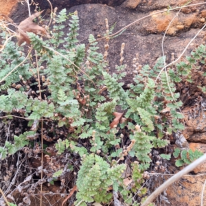 Cheilanthes lasiophylla at Cubba, NSW - 21 Apr 2022