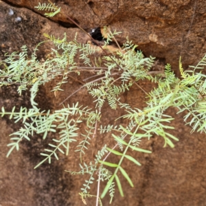 Swainsona sp. at Cubba, NSW - 21 Apr 2022