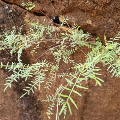 Swainsona sp. at Cubba, NSW - 21 Apr 2022 by AaronClausen