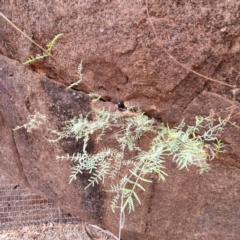 Swainsona sp. at Cubba, NSW - 21 Apr 2022