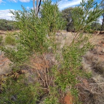 Myoporum montanum (Western Boobialla, Water Bush) at Cubba, NSW - 21 Apr 2022 by AaronClausen