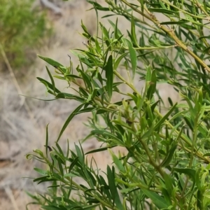 Myoporum montanum at Cubba, NSW - 21 Apr 2022 01:54 PM
