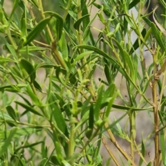 Myoporum montanum at Cubba, NSW - 21 Apr 2022 01:54 PM
