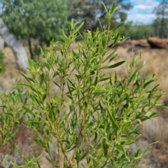 Myoporum montanum at Cubba, NSW - 21 Apr 2022 01:54 PM