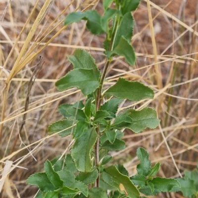 Unverified Plant at Cubba, NSW - 21 Apr 2022 by AaronClausen