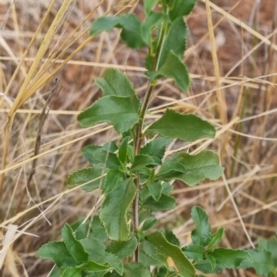 Unidentified Plant at Cubba, NSW - 21 Apr 2022 by AaronClausen