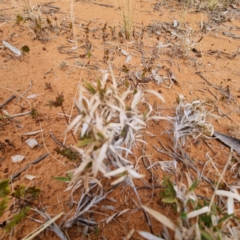 Unidentified Plant at Cubba, NSW - 21 Apr 2022 by AaronClausen