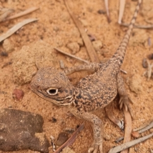 Ctenophorus nuchalis at Cubba, NSW - 21 Apr 2022 02:13 PM