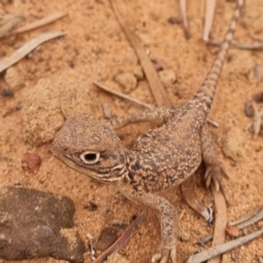 Unidentified Dragon (TBC) at Cubba, NSW - 21 Apr 2022 by AaronClausen