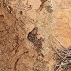 Heteronotia binoei (Bynoe's Gecko) at Cubba, NSW - 21 Apr 2022 by AaronClausen